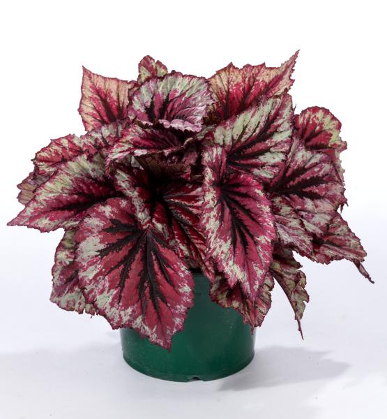 B. ‘Shadow King series ‘Cherry Mint’